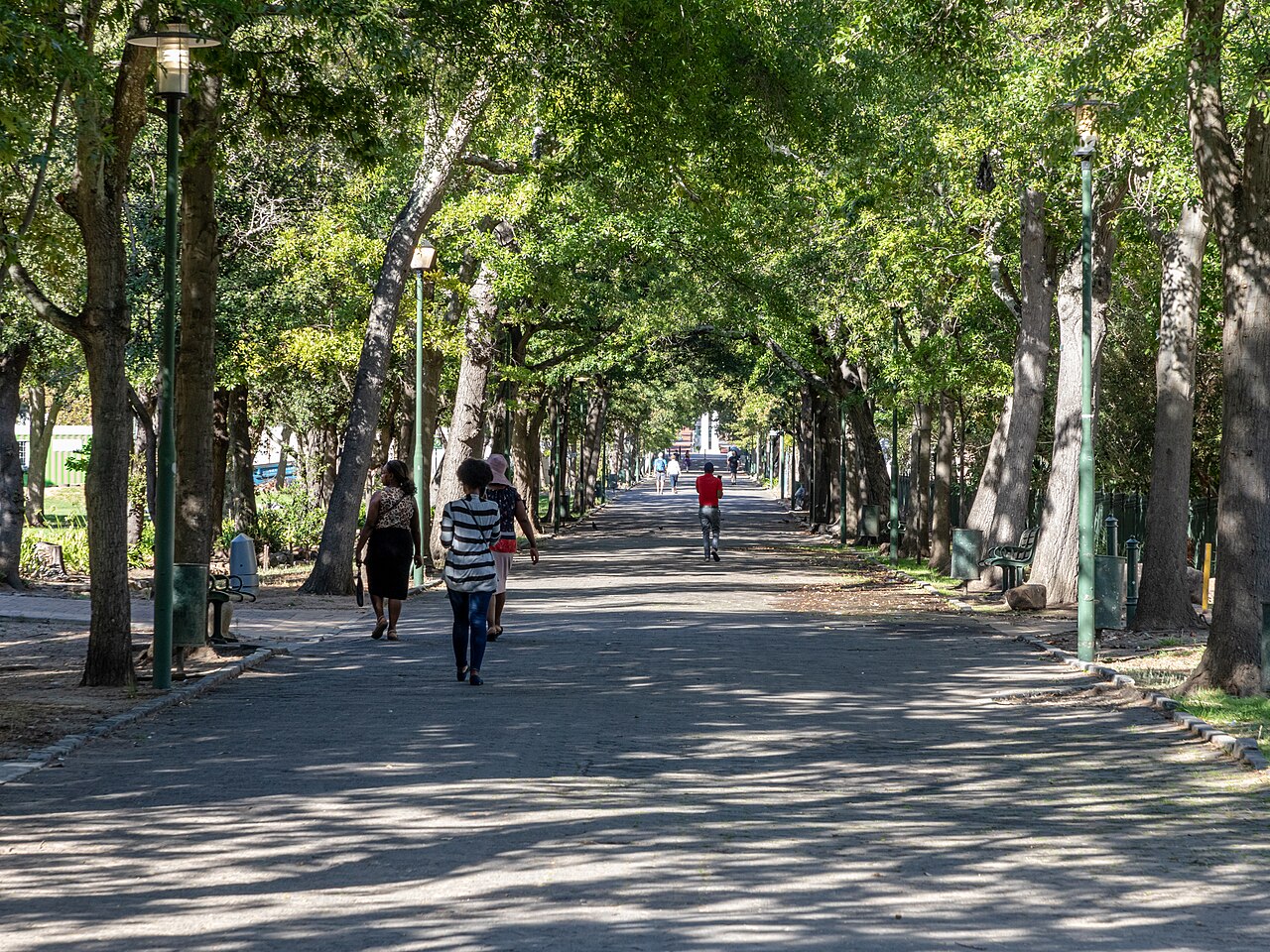 What Cities Get Wrong About Trees